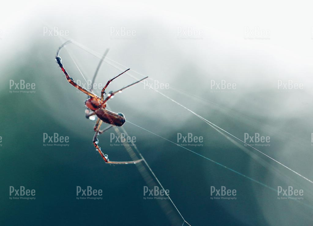 Sky Insect spider-sky-insect-fly-nature | Stock Photo, Royalty Free Image 11858577 ...